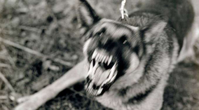 Angry, Barking German Shepherd